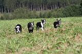 BOSTON TERRIER 127